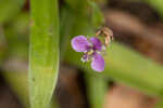 Nakedstem dewflower